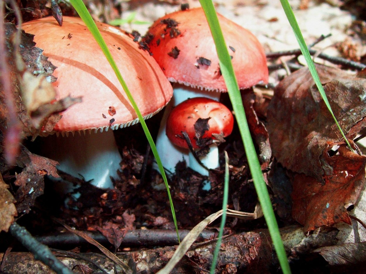 Грибы в лесу сыроежки
