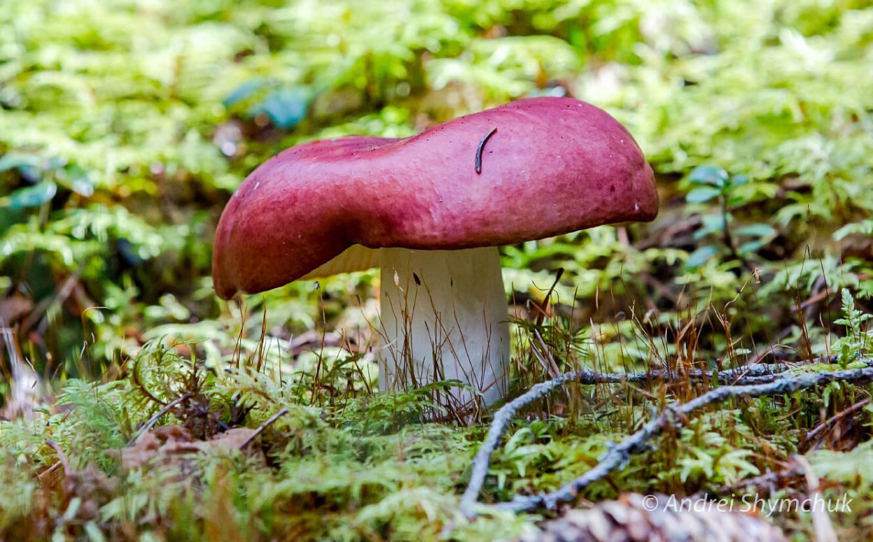 Сыроежка Мэйра