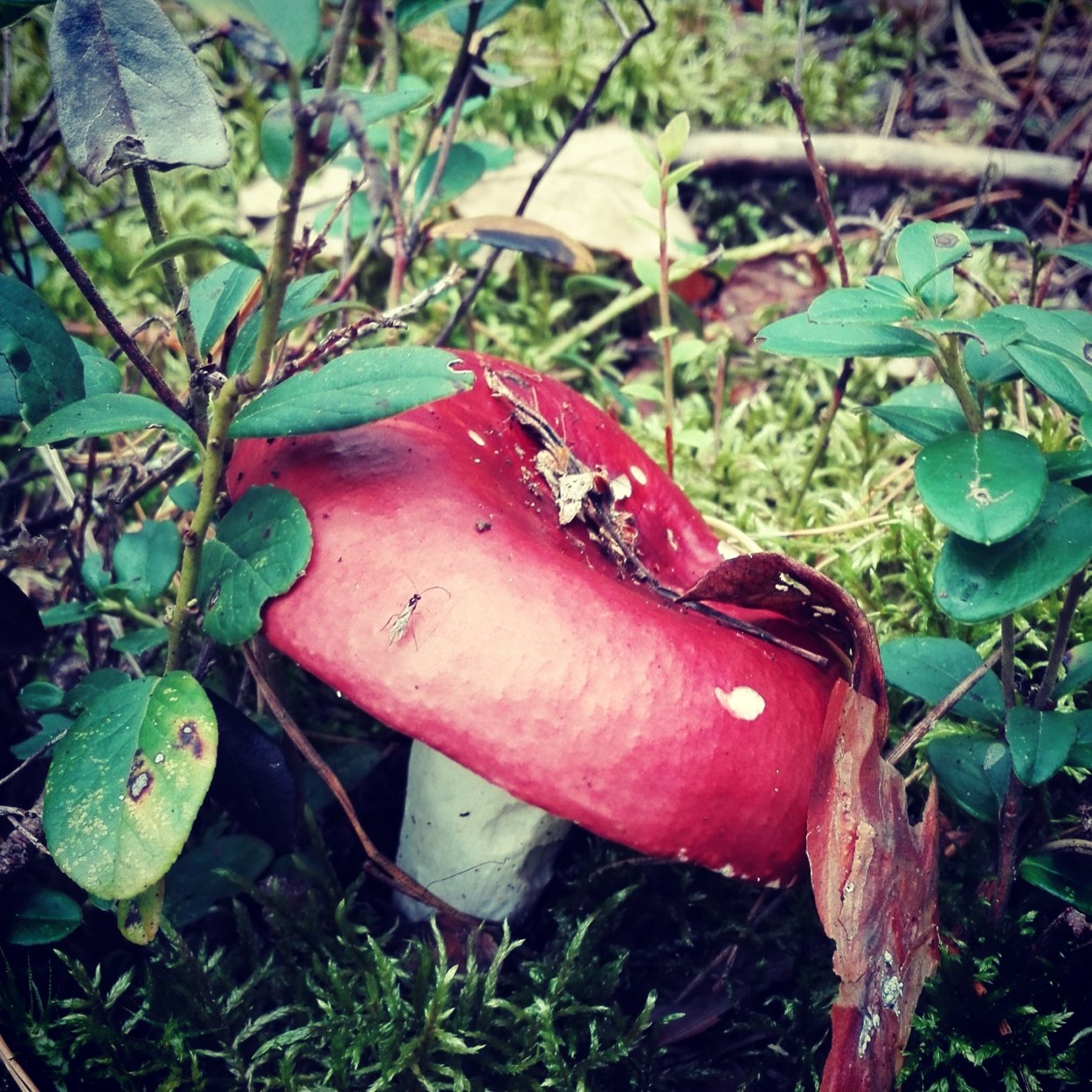 Сыроежка Аметистовая