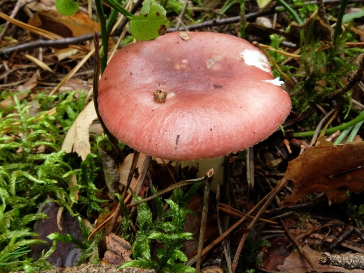 Russula aquosa