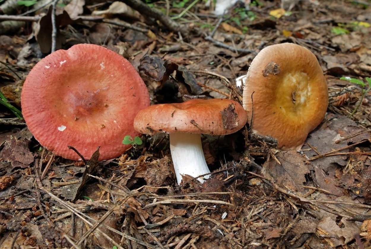 Сыроежка Веленовского