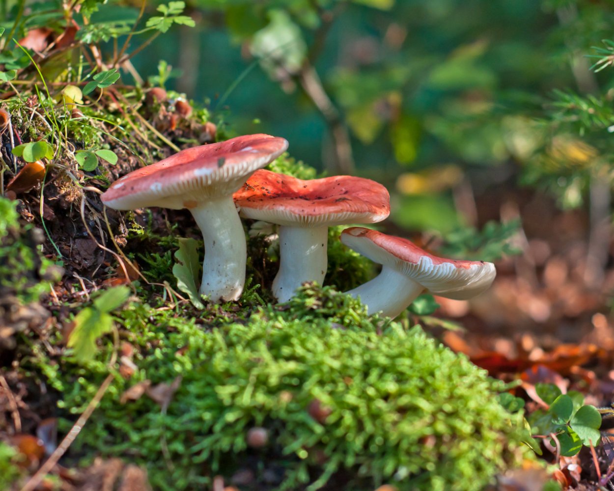 Ложные сыроежки