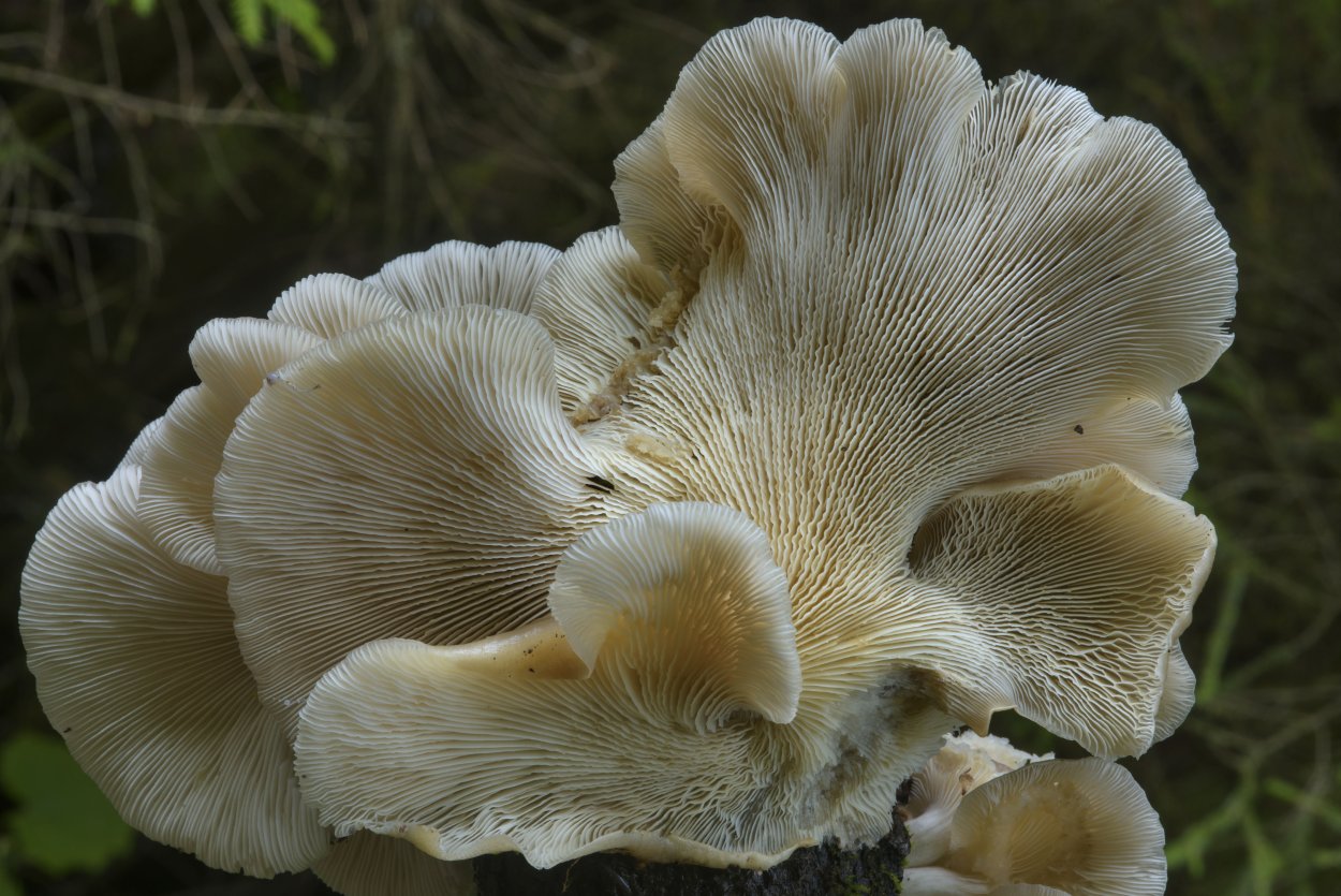 Oyster Mushrooms (Pleurotus pulmonarius