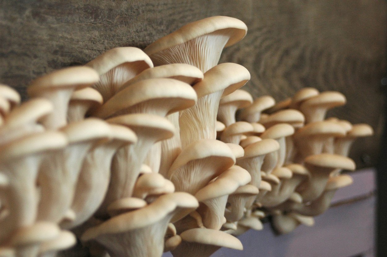 Вешенка обыкновенная (12шт)