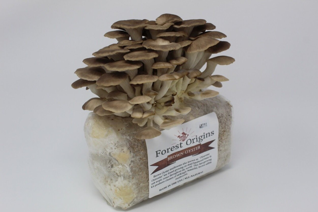 Oyster Mushrooms Farm