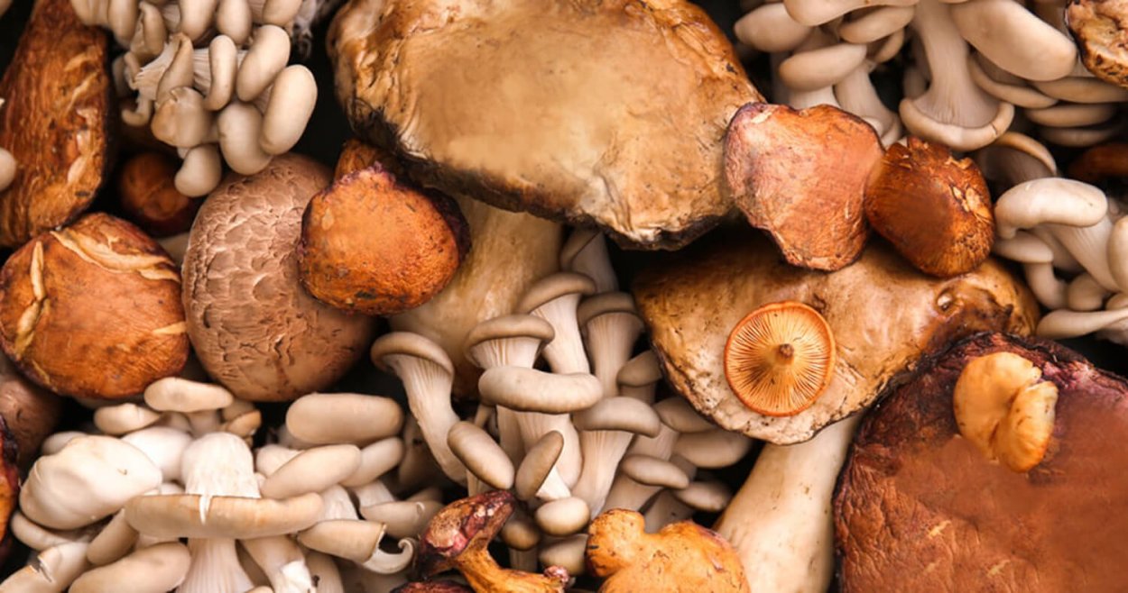 Фон грибы много разных