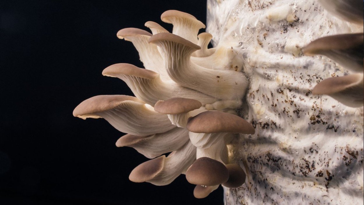 Желтые вешенки грибница