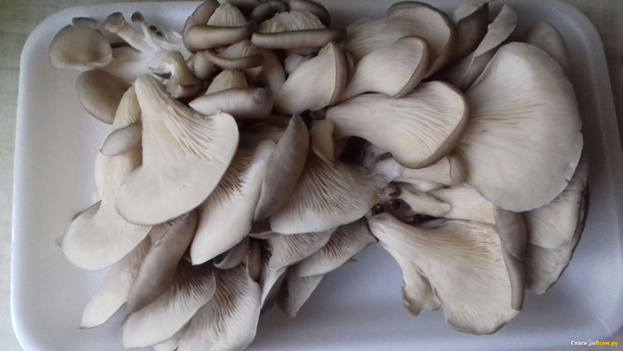 Юнона вешенка