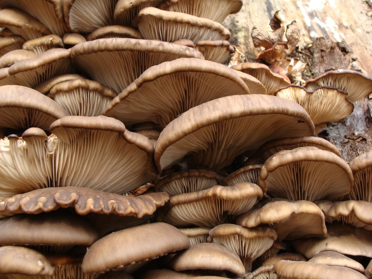 A large Quantity of Mushrooms