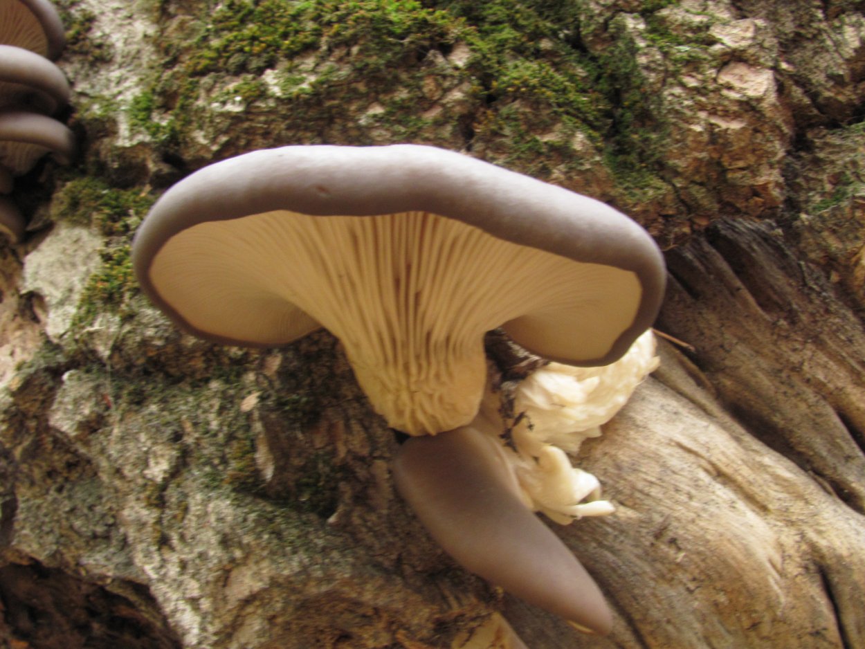 Вешенка устричная