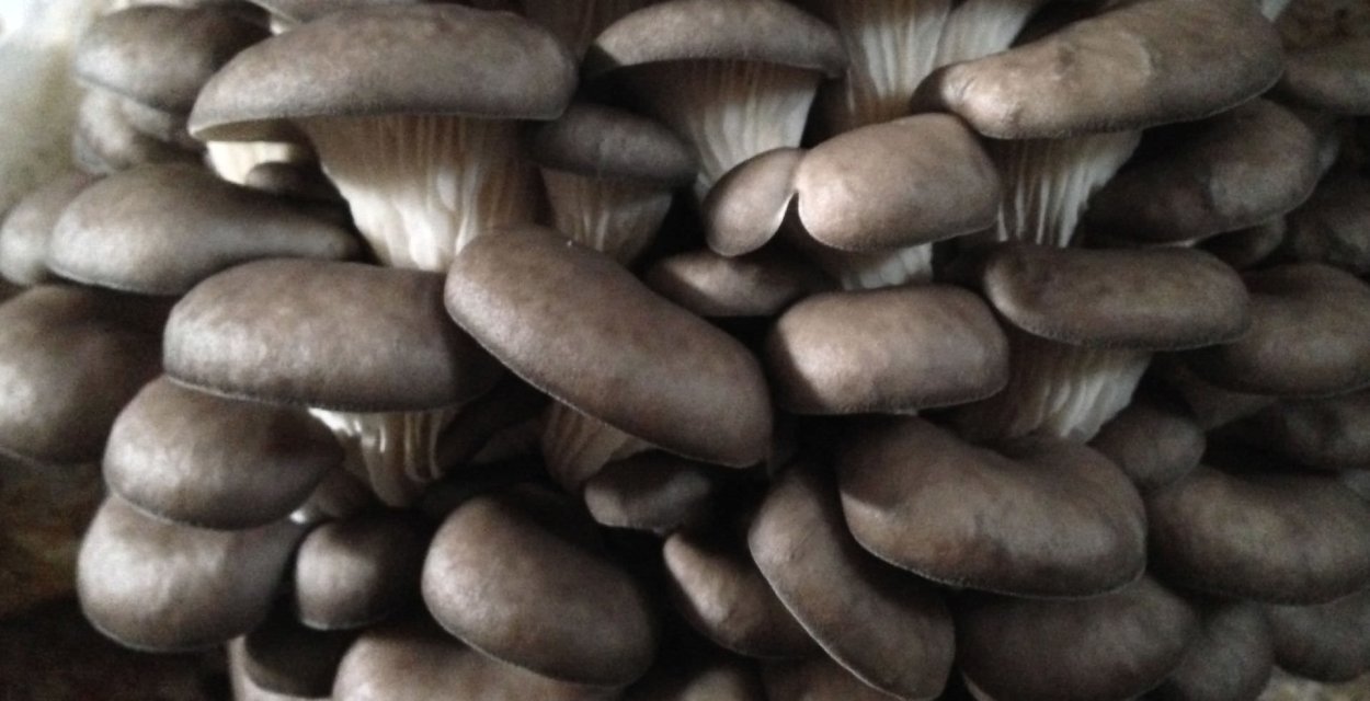 Вешенки грибы съедобные