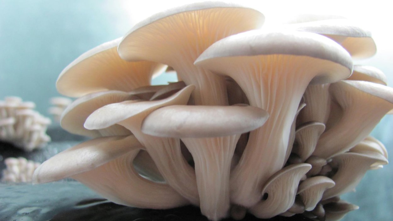 Oyster Mushroom