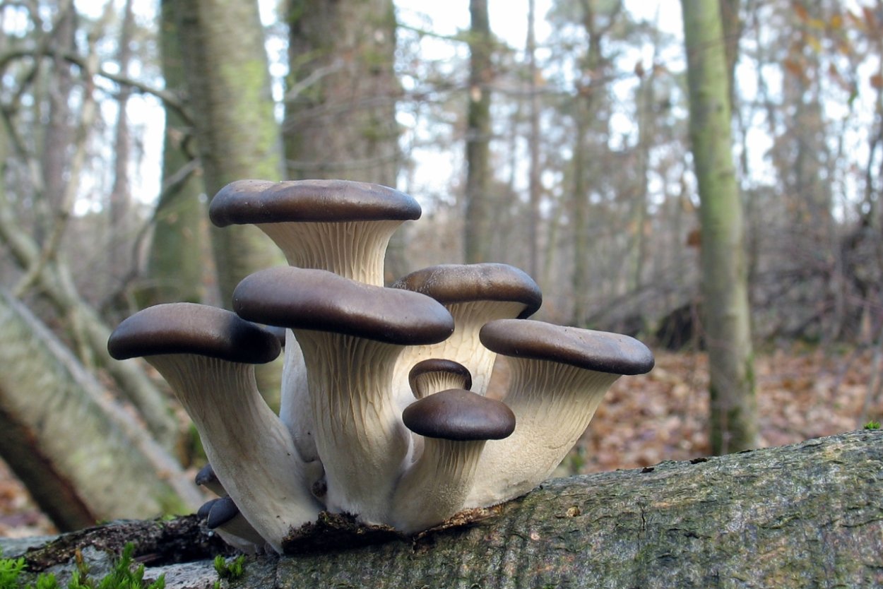 Вешенка обыкновенная (Pleurotus ostreatus)