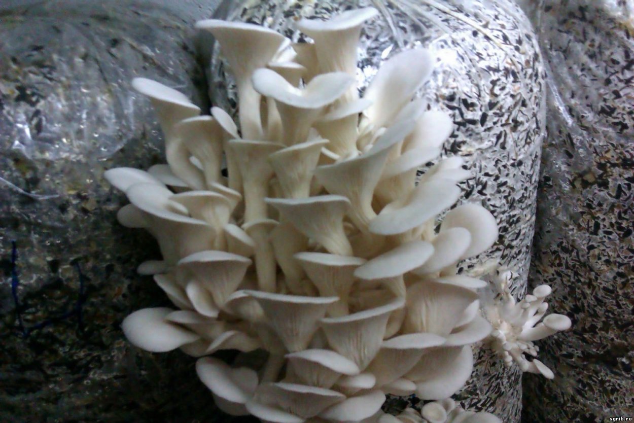 Культивируемые грибы вешенка