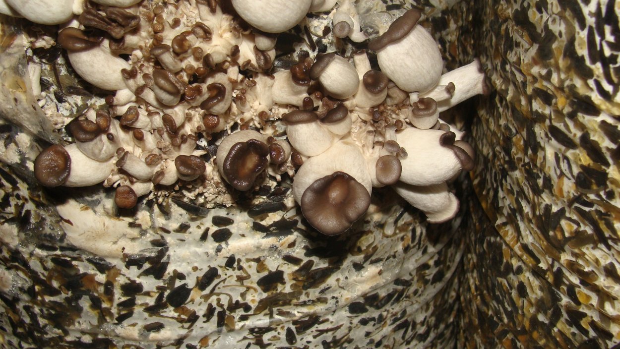 Вешенки на орехе