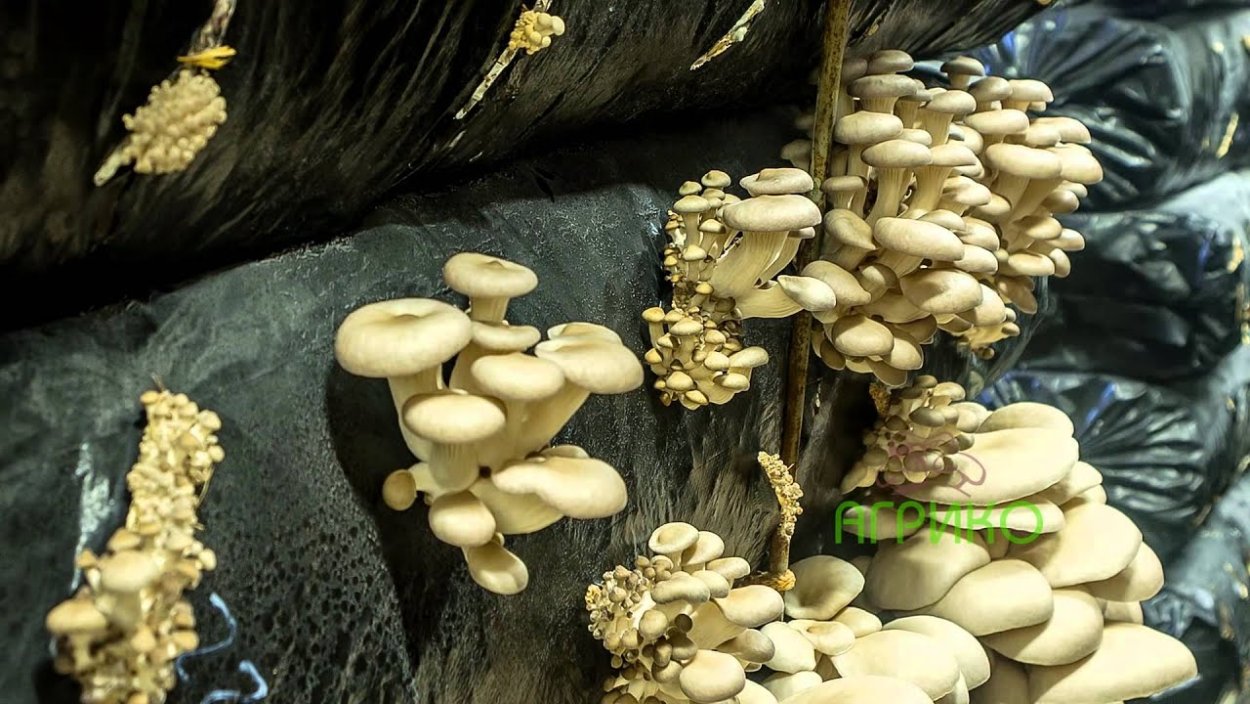 Рост грибов вешенка
