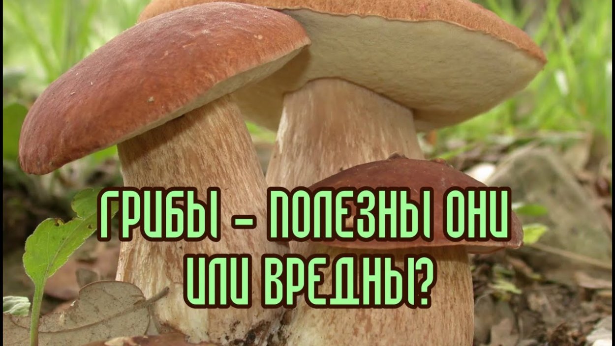 Вредные грибы для человека