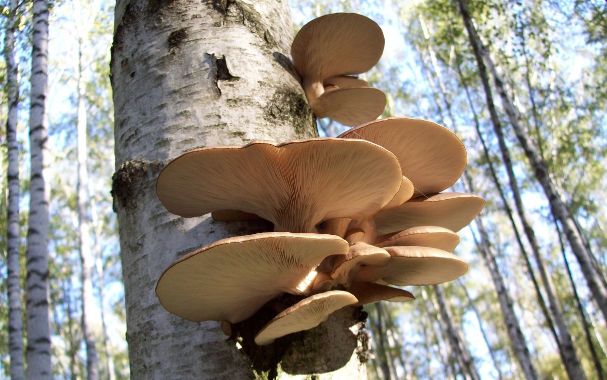 Трутовик пластинчатый гриб