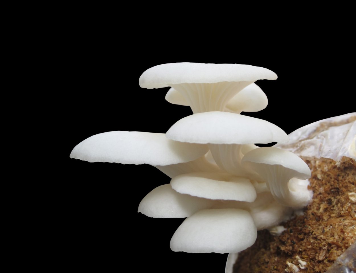 Вешенка обыкновенная (250 мл.)