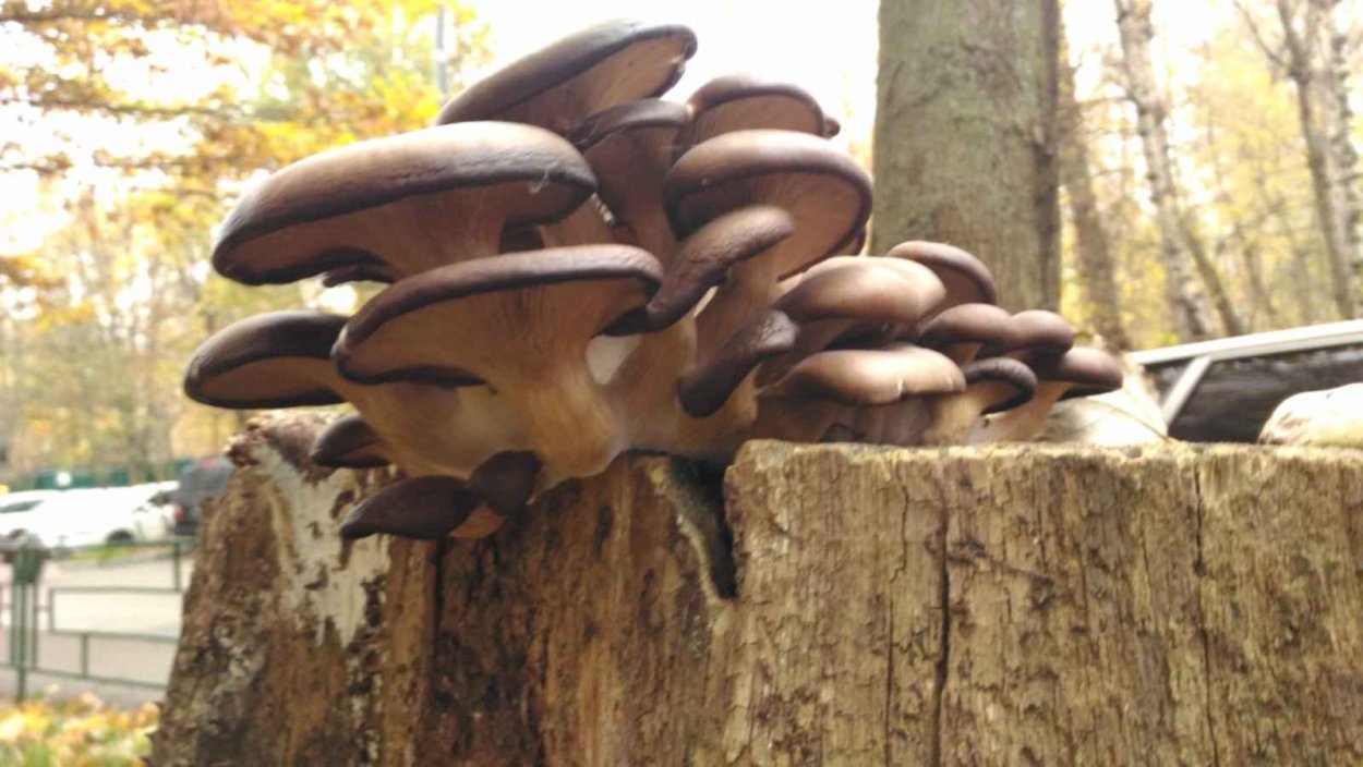 Вешанка черная Жемчужина грибы