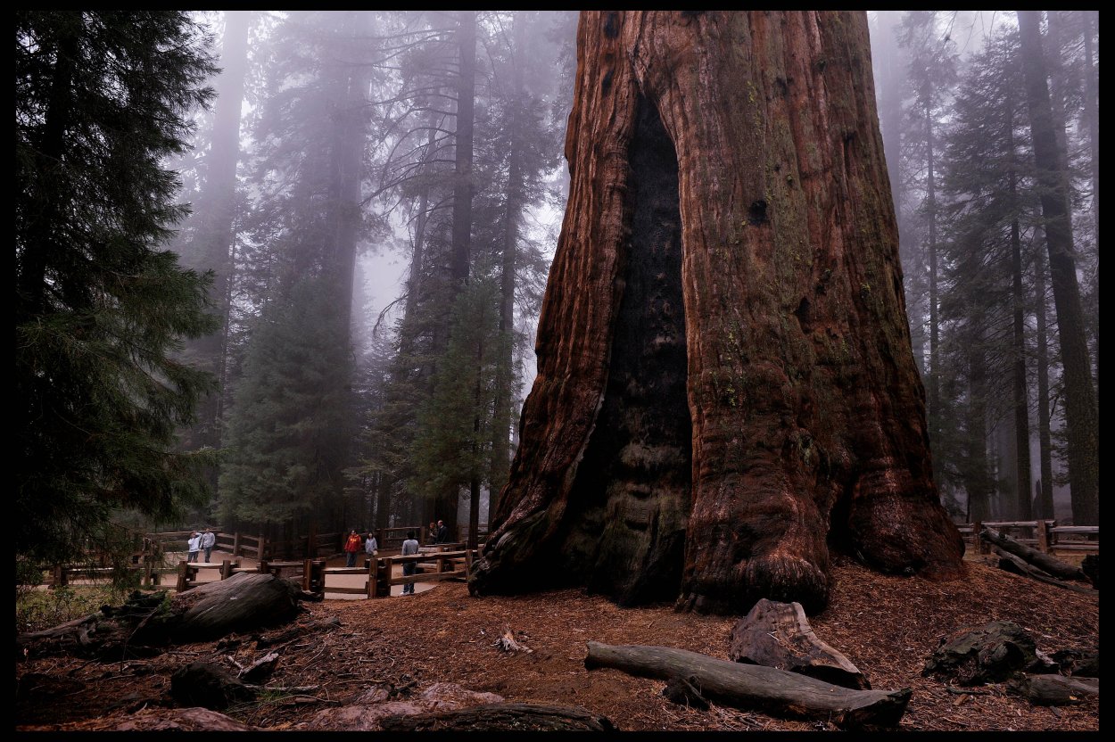Калифорнийская Секвойя National Geographic