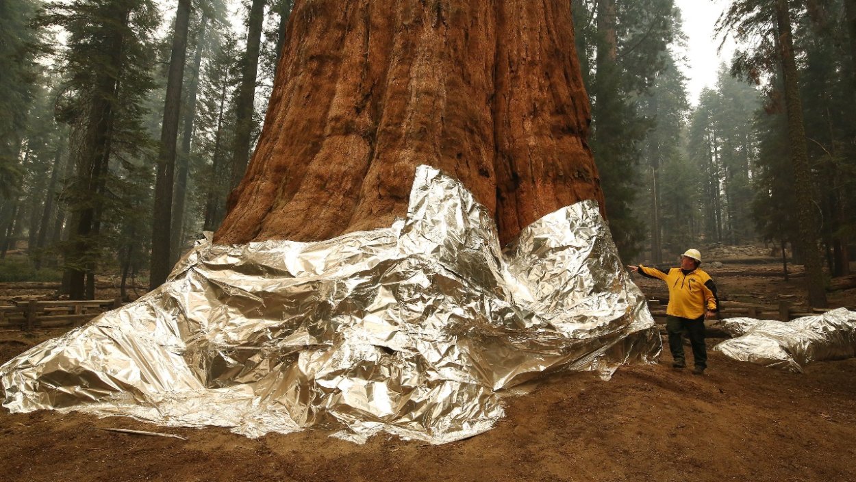 Йосемити секвойи