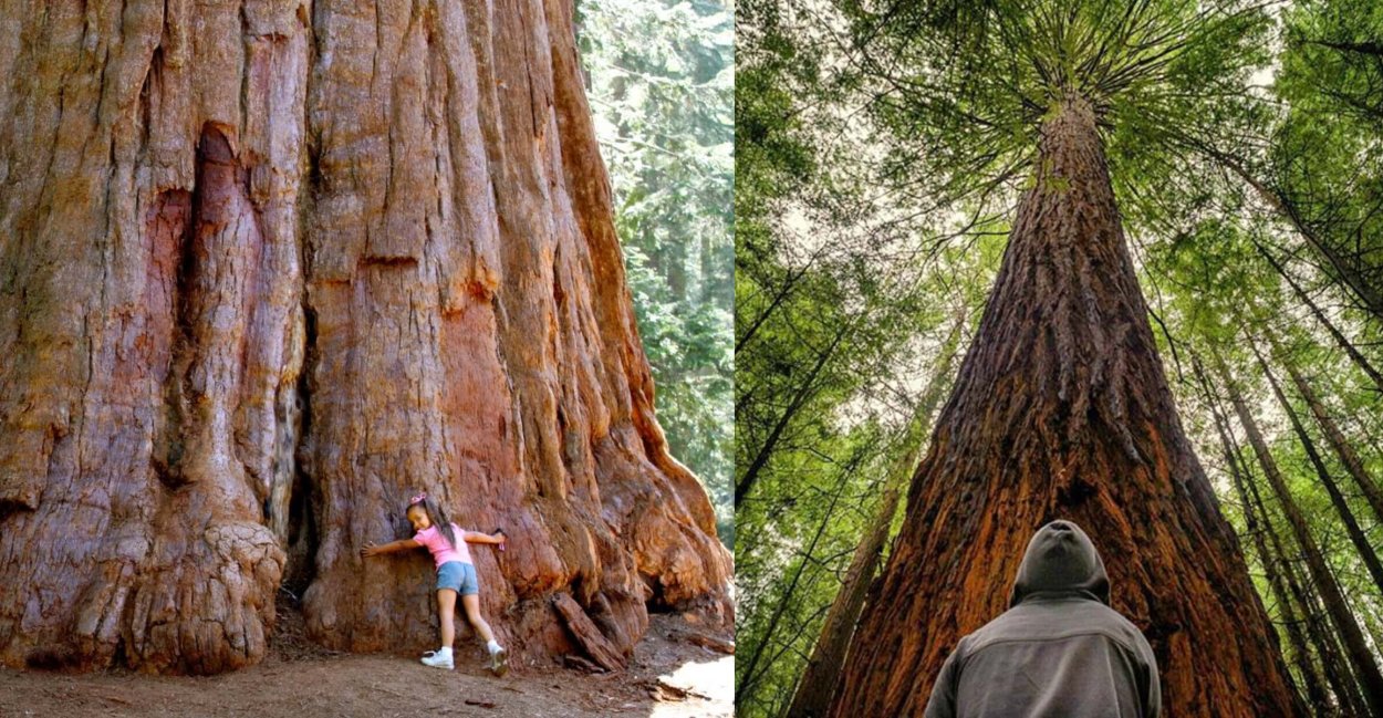 Секвойя гигантская Крым