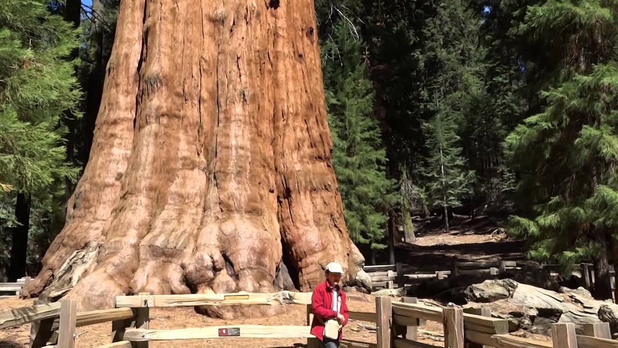 Генерал Шерман (дерево)