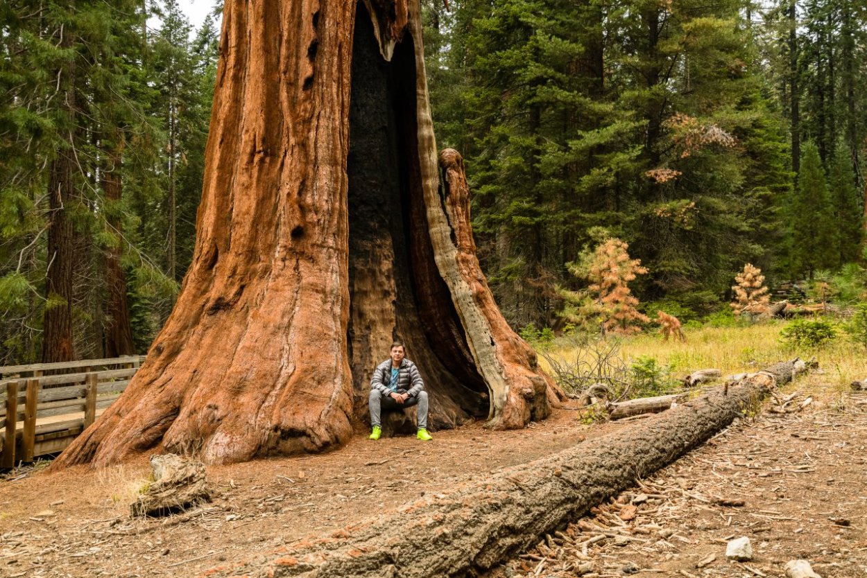 Генерал Шервуд дерево