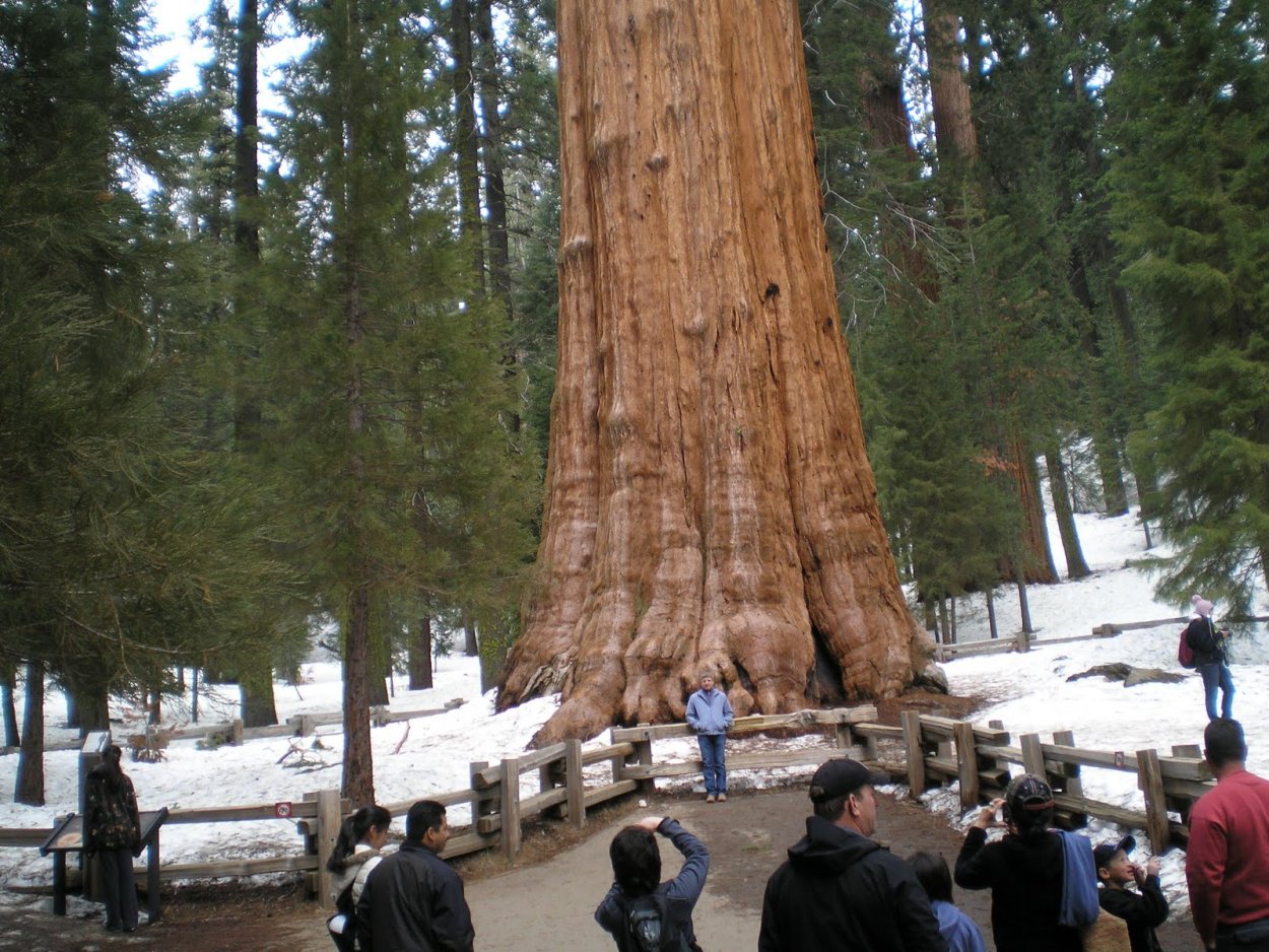 Секвойя дерево корни