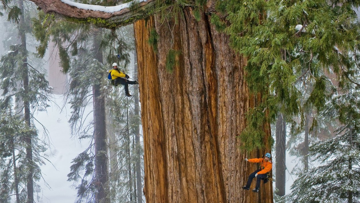Самое большое дерево Секвойя