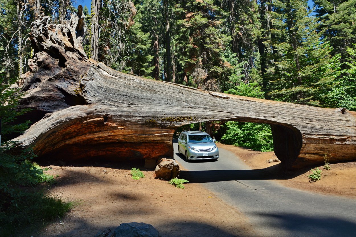 Секвойя национальный парк США туннель из дерева