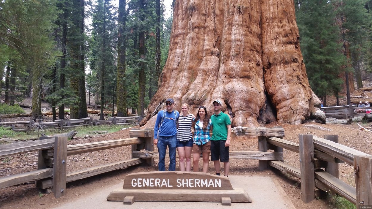 Секвойя и человек