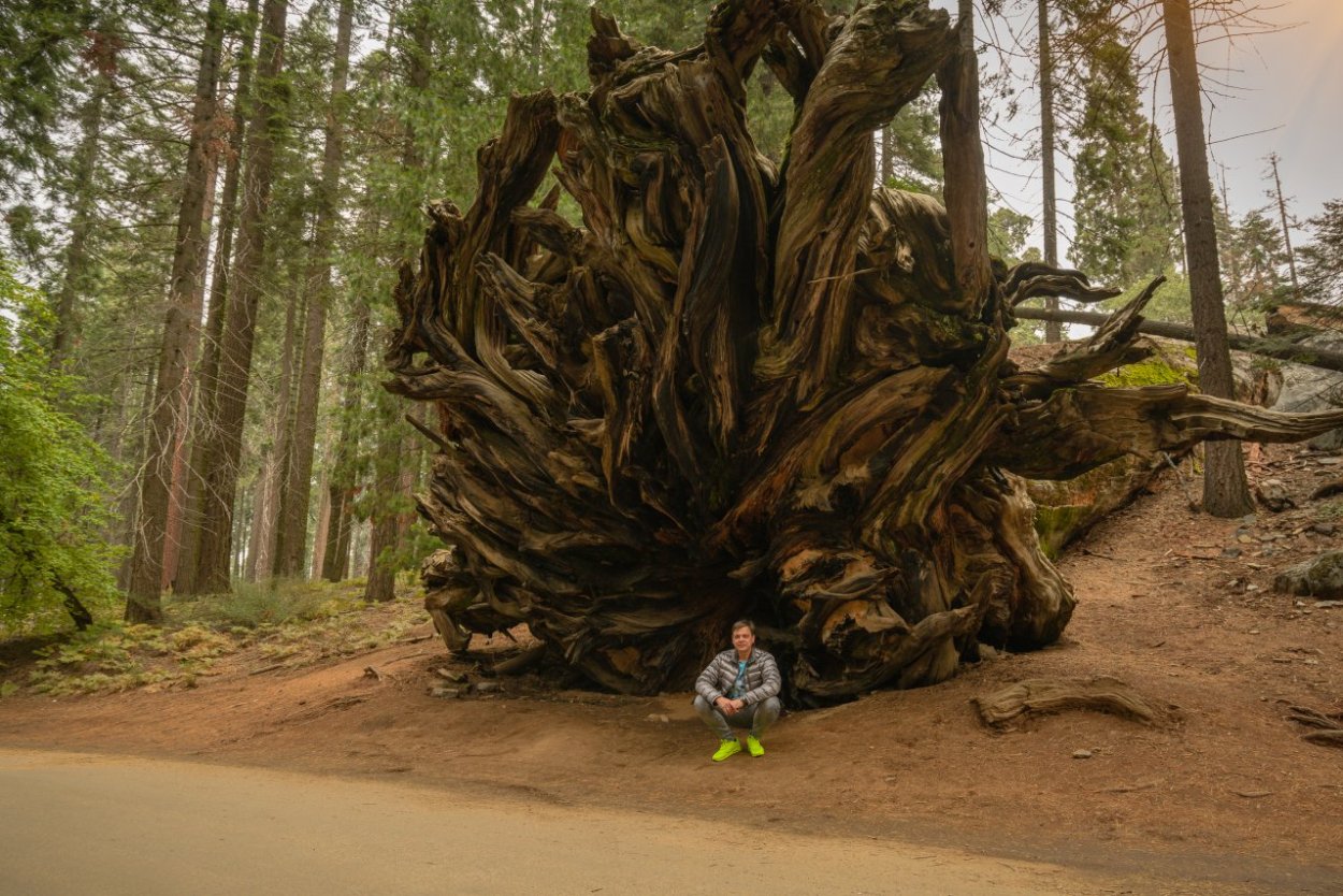 Велик на дереве