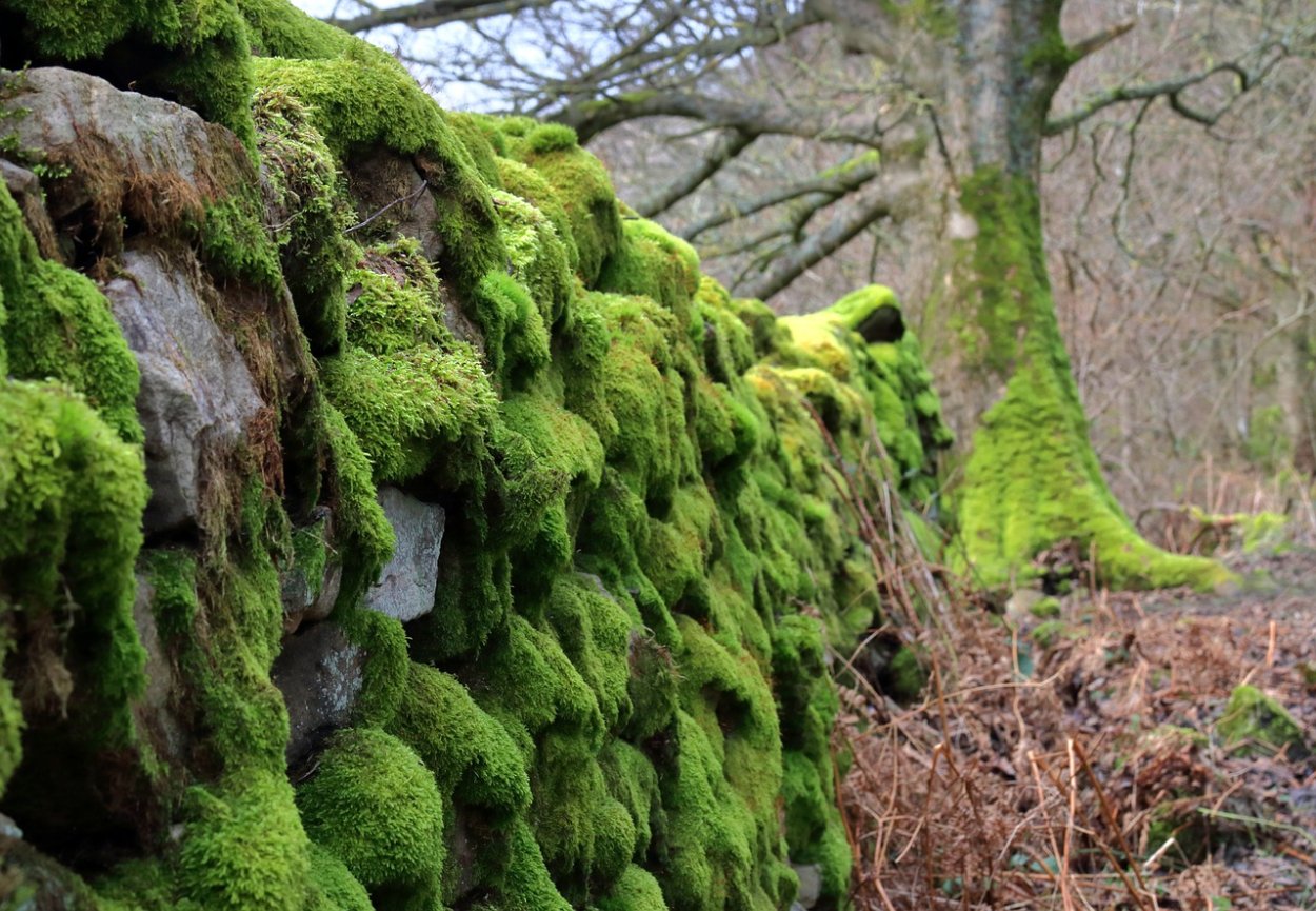 Foof Moss мох