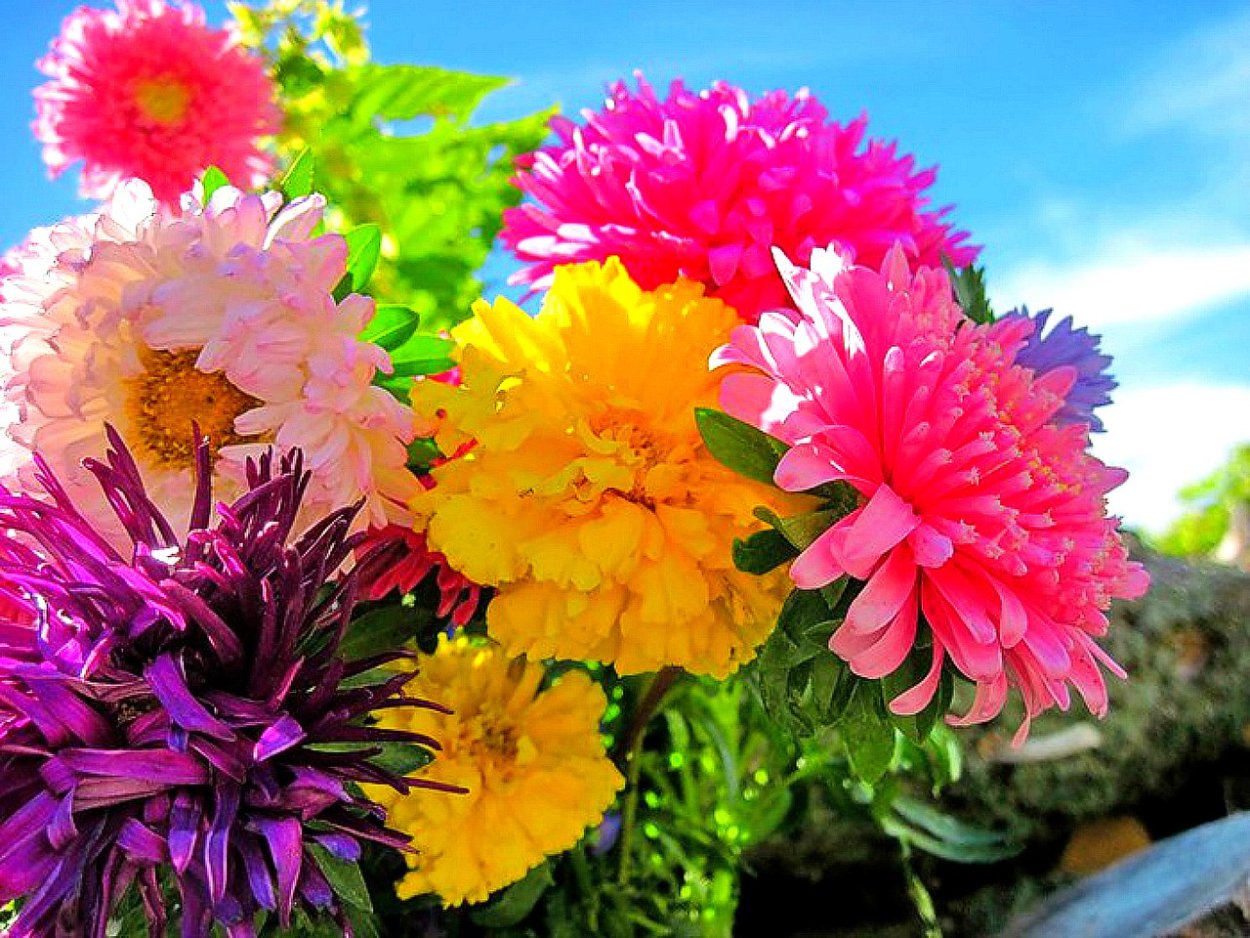 Астра Хризантема георгин