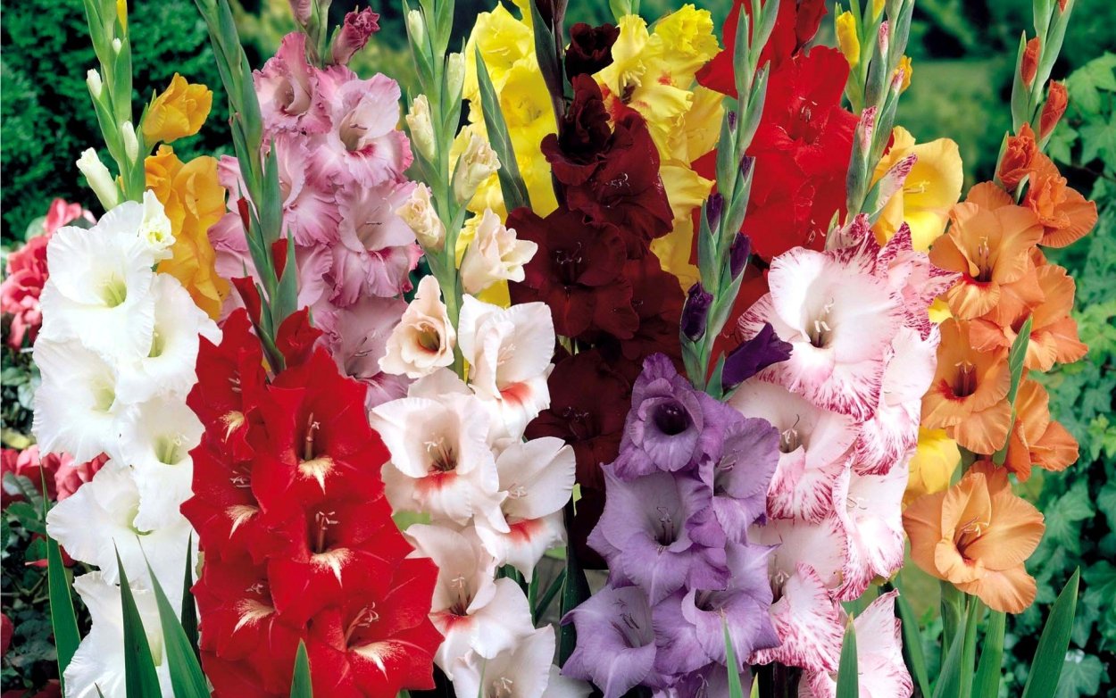 Гладиолус Триумф микс