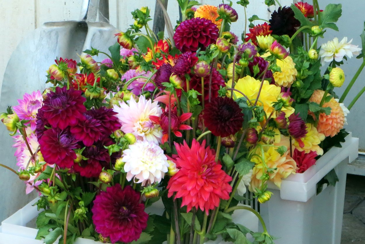 Георгины букетные