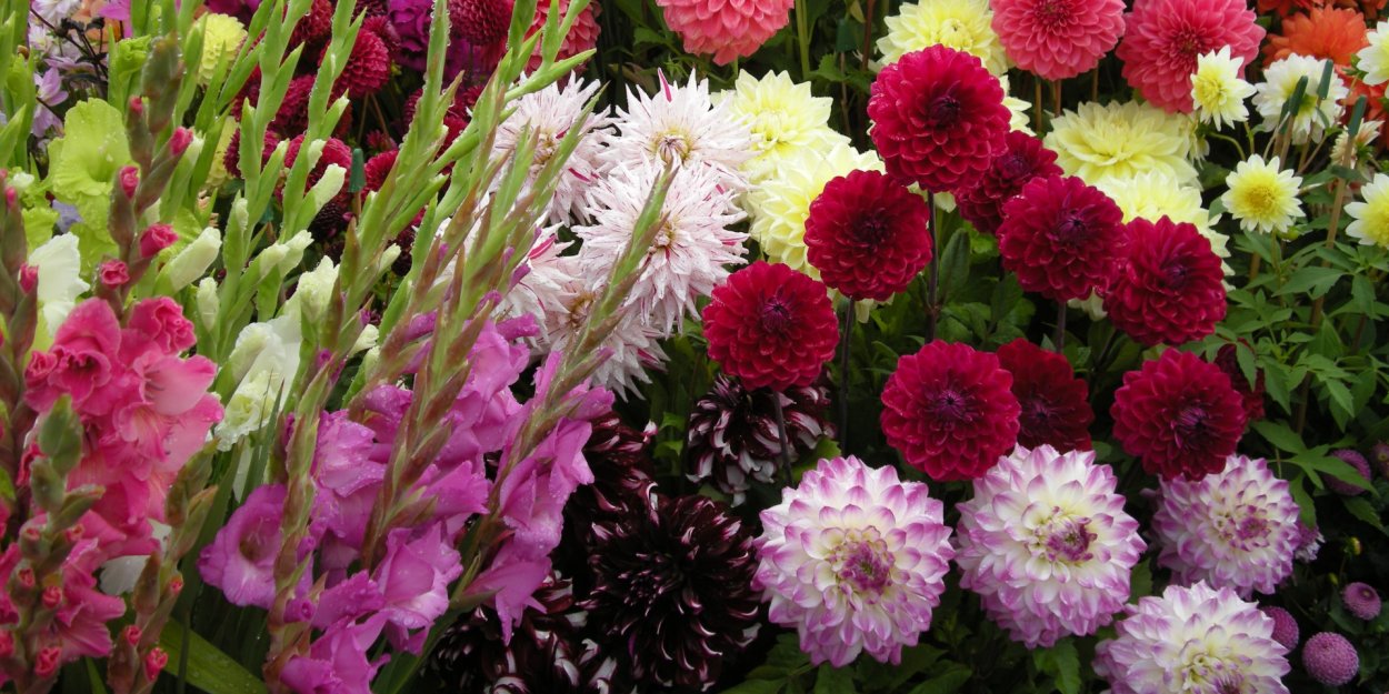 Астра Хризантема Гладиолус георгин