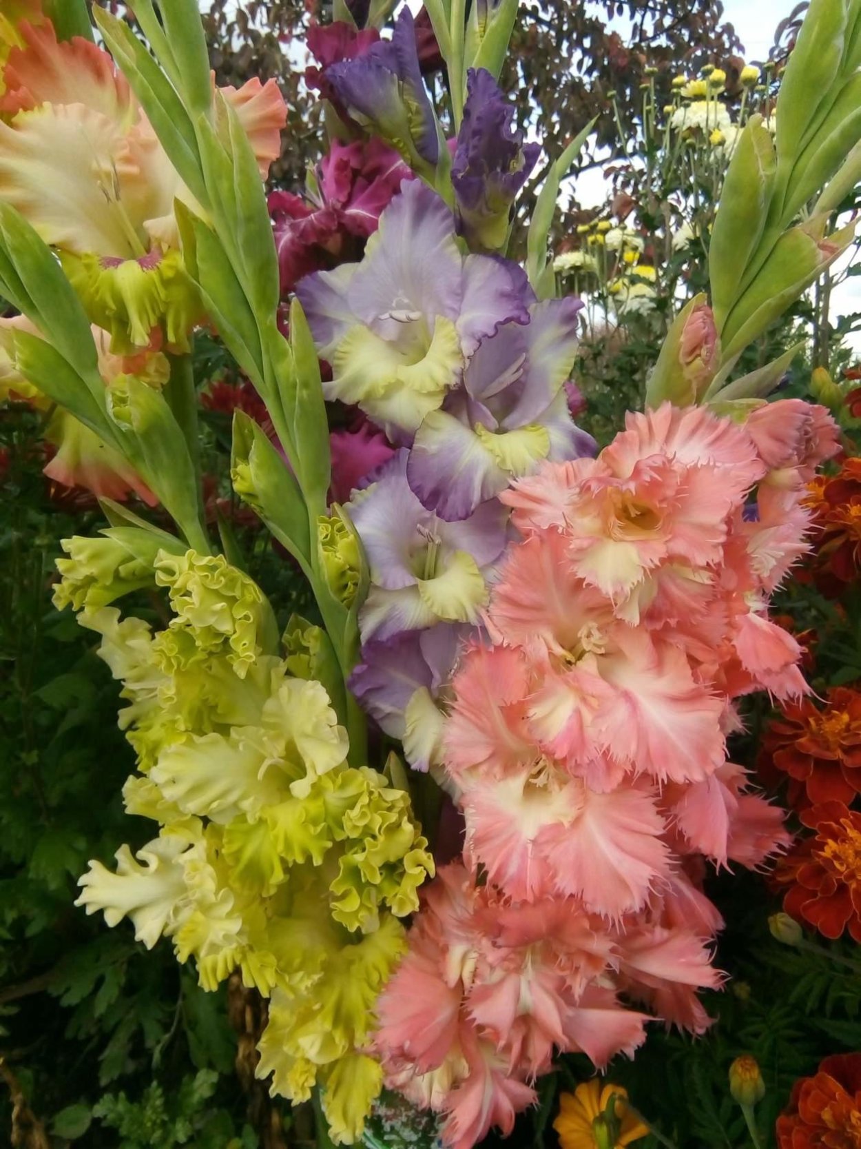 Астры георгины гладиолусы