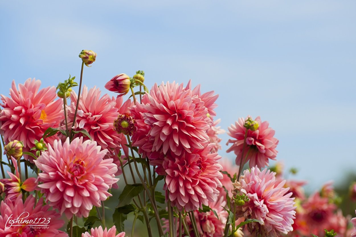 Георгины Эстетика