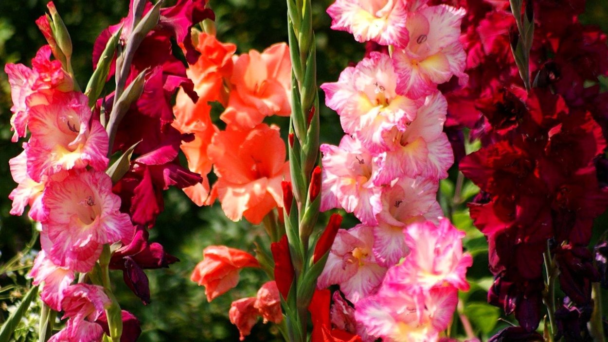 Гладиолус Эвидент