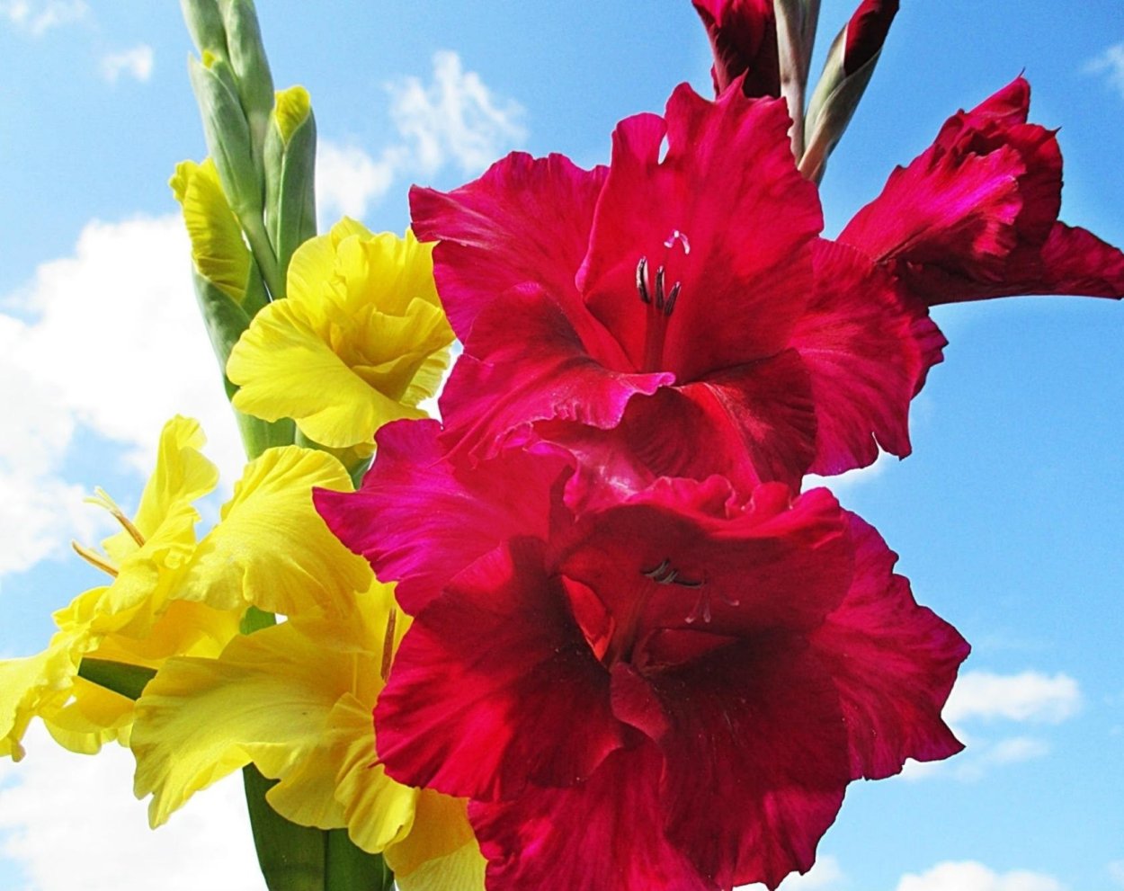 Гладиолус ЮФ Дью