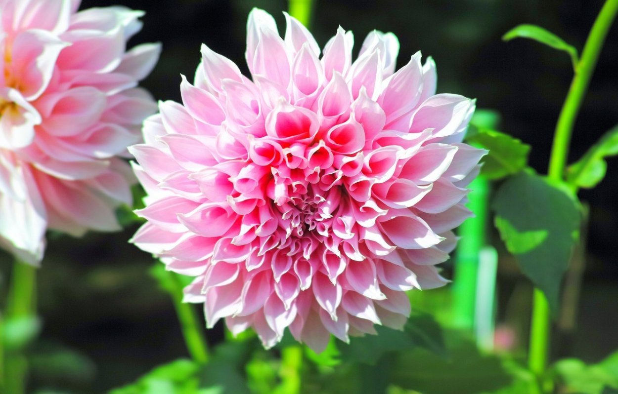 Георгин Вавилон Пинк