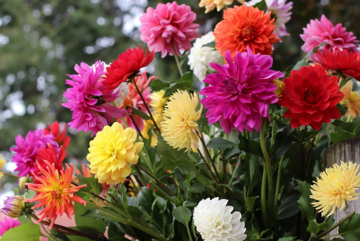 Астры и георгины августа