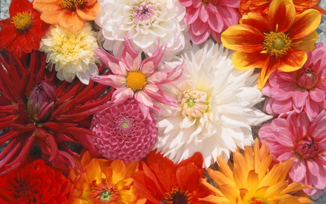 Пионы и астры