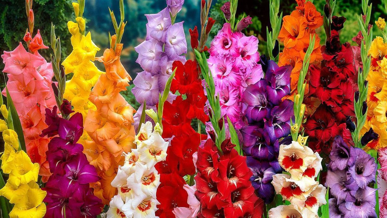 Гладиолус Джексонвилл Голд