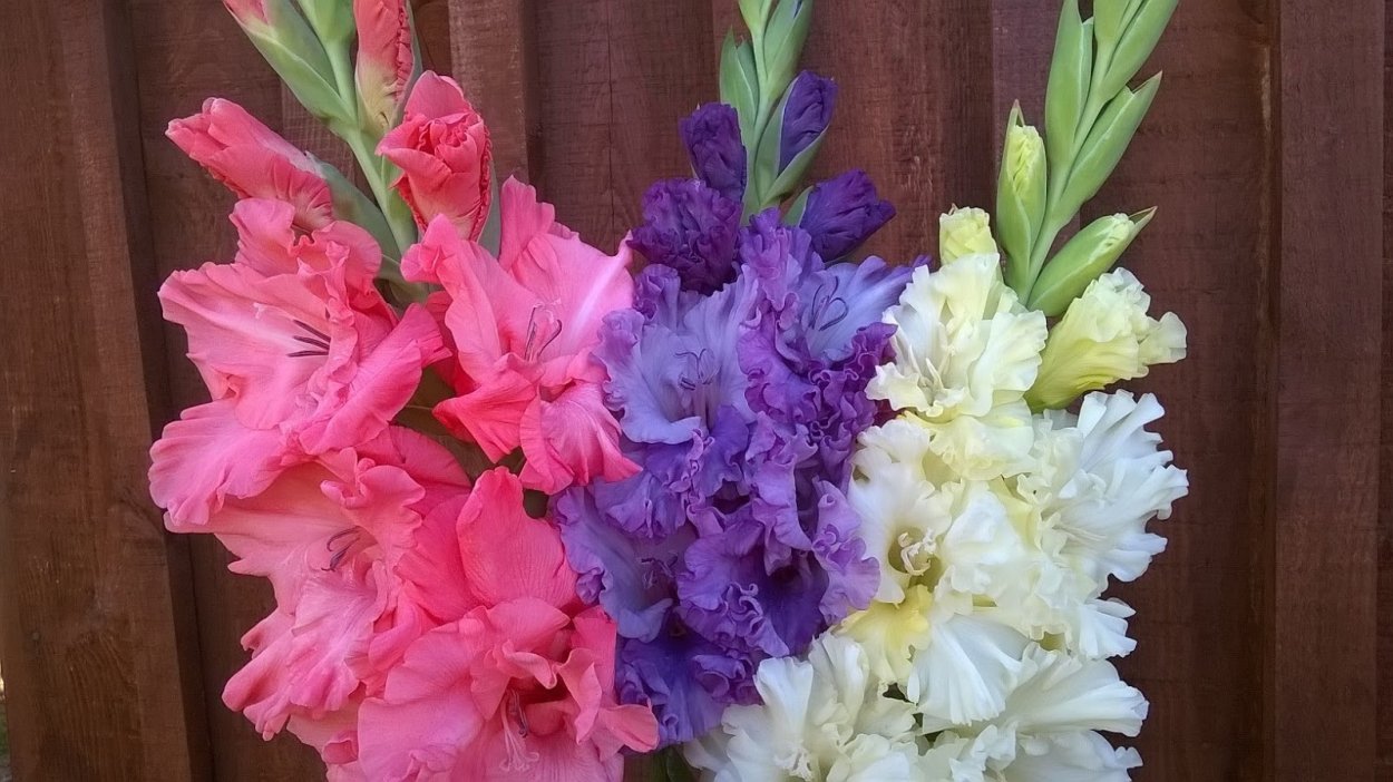 Гладиолус Сильвер гиацинт