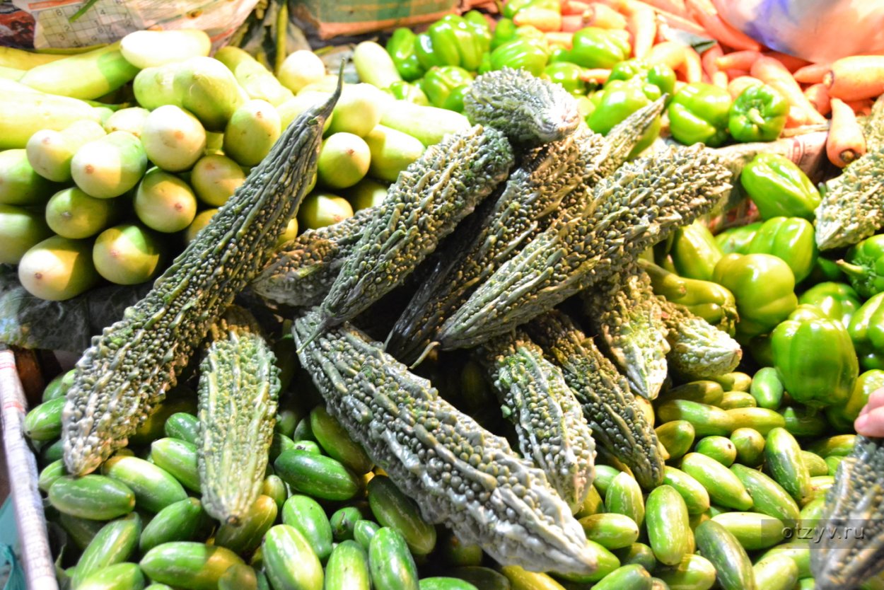 Дикорастущий огурец в Индии