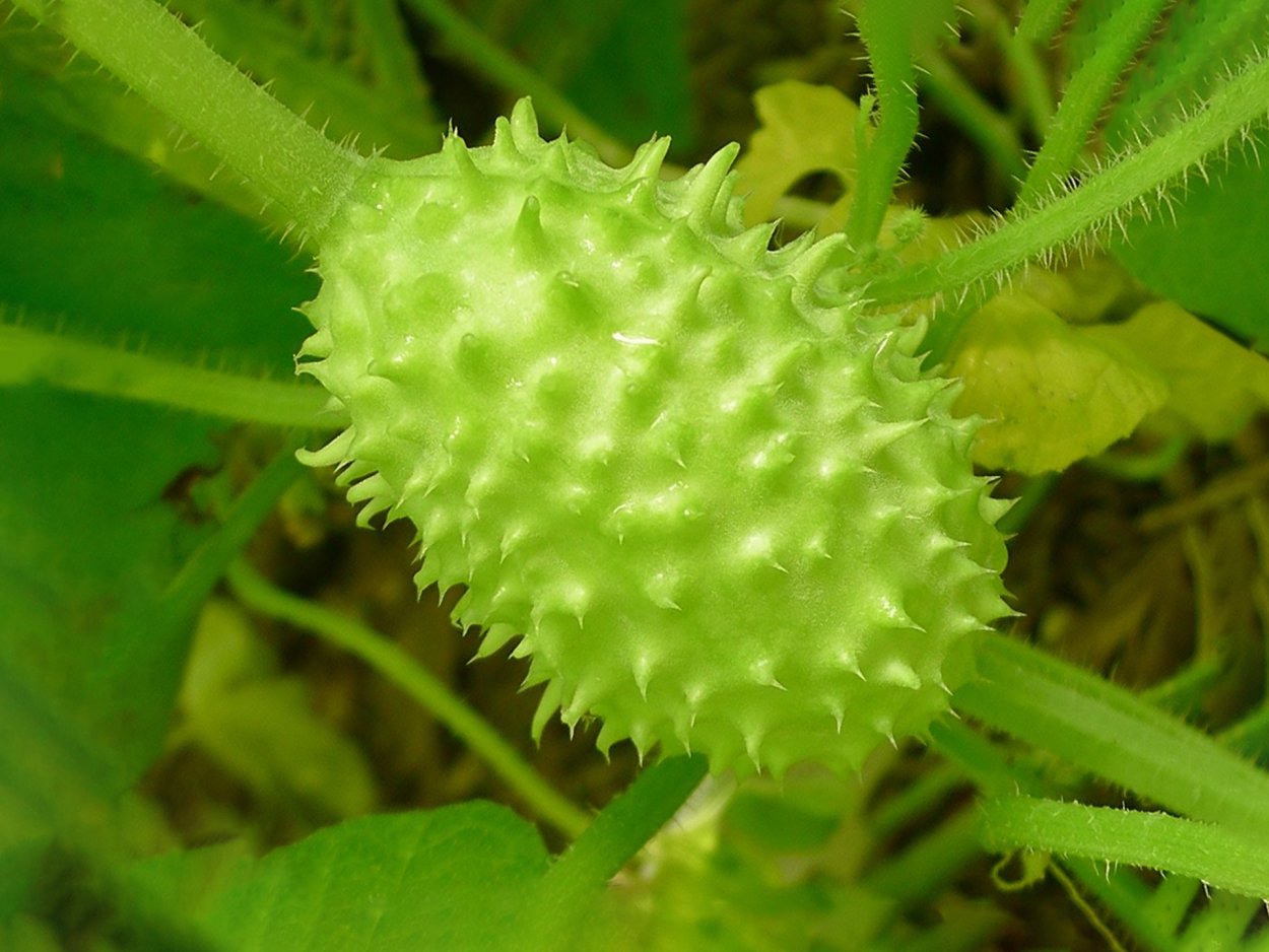 Ангурия антильский огурец